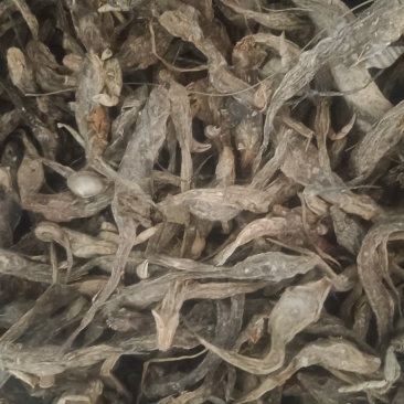 饲料鱼干鱼粉