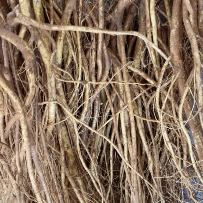 种植无头新鲜五指毛桃