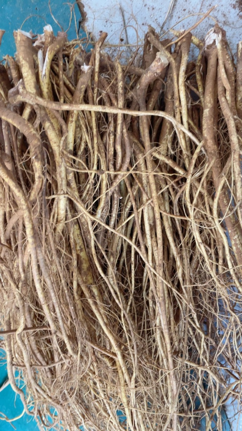 种植无头新鲜五指毛桃