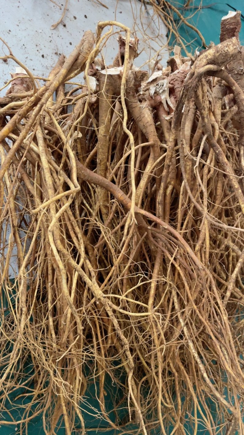 种植无头新鲜五指毛桃