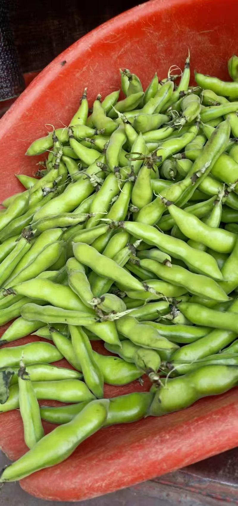 蚕豆大量上市中，有大豆小豆，冷库精装豆，质量好，价格美丽