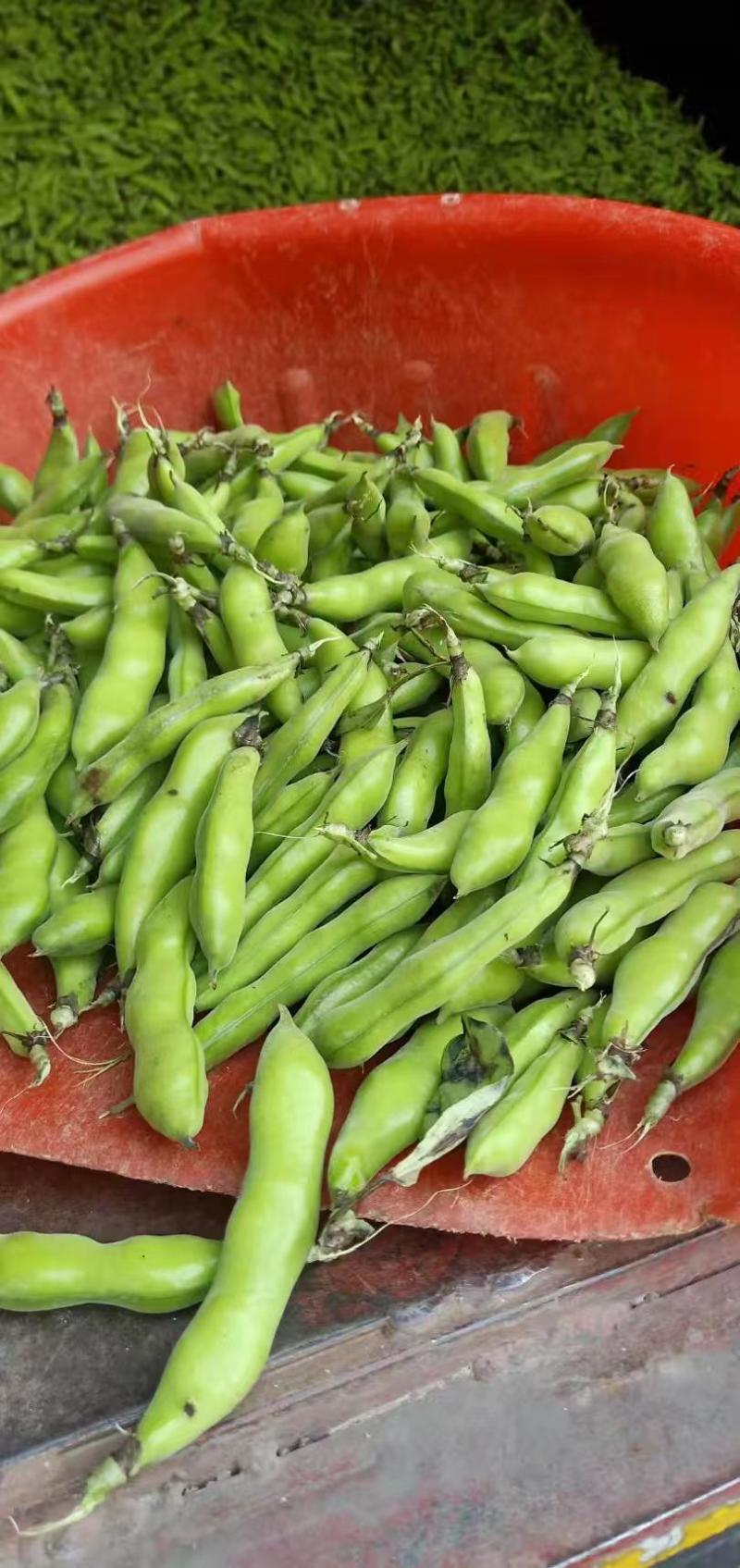 蚕豆大量上市中，有大豆小豆，冷库精装豆，质量好，价格美丽