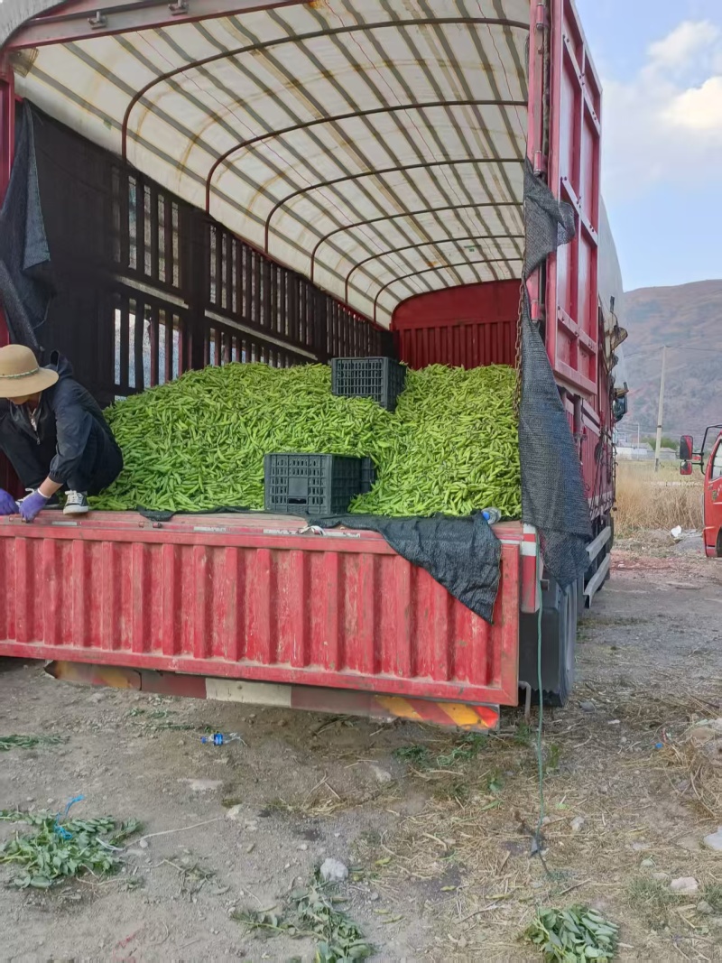 蚕豆大量上市中，有大豆小豆，冷库精装豆，质量好，价格美丽
