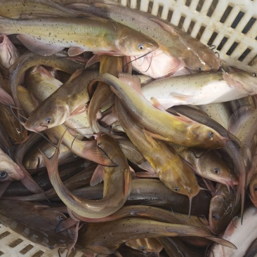 叉尾鱼苗鮰鱼苗钳鱼苗基地直供货源充足