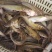 叉尾鱼苗鮰鱼苗钳鱼苗基地直供货源充足
