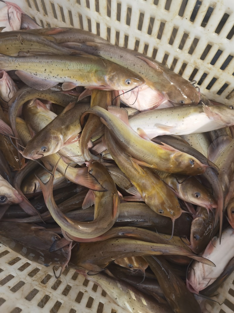 叉尾鱼苗鮰鱼苗钳鱼苗基地直供货源充足