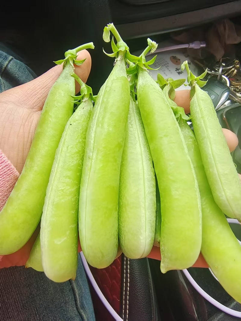 河南精品川货老豌豆中豌九号长寿仁颗粒饱满一手货源