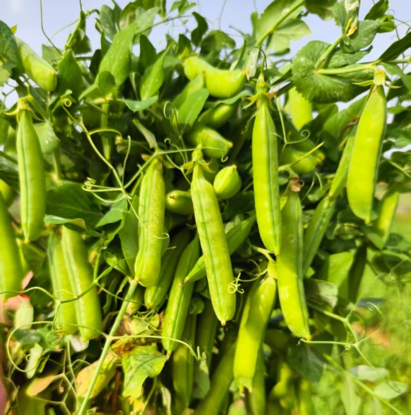 河南精品川货老豌豆中豌九号长寿仁颗粒饱满一手货源