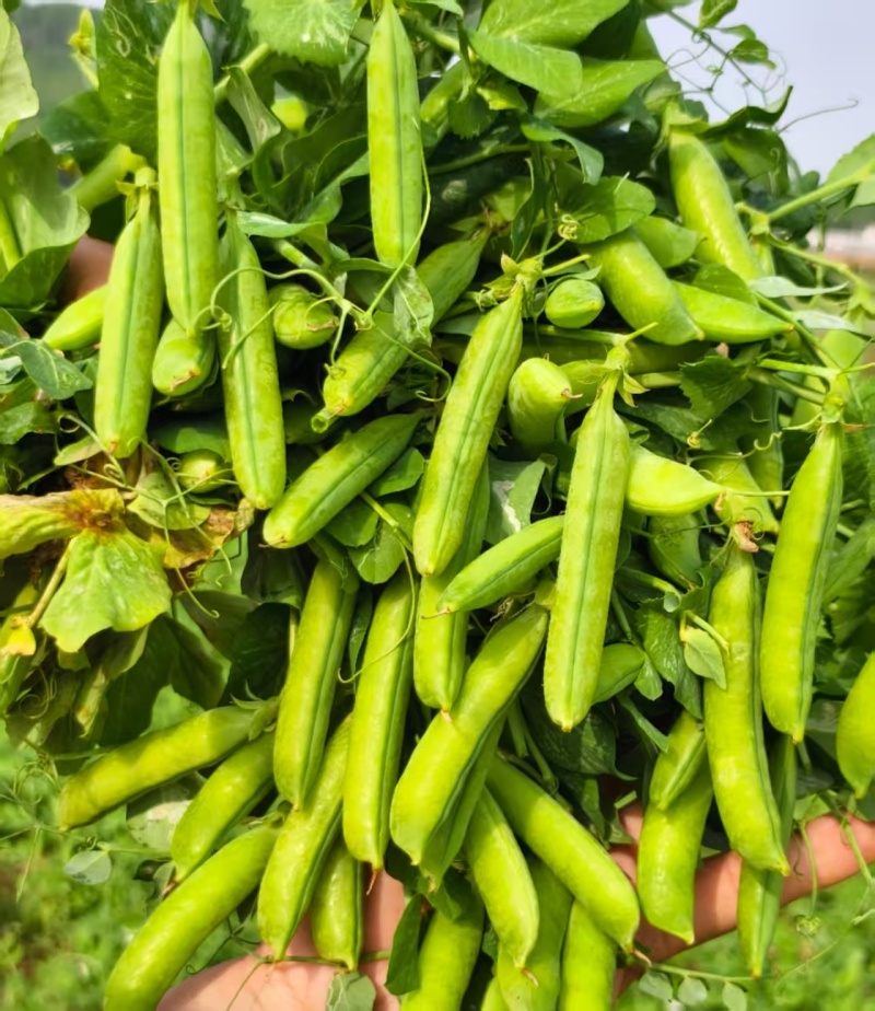河南精品川货老豌豆中豌九号长寿仁颗粒饱满一手货源
