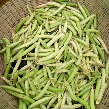 河南精品川货老豌豆中豌九号长寿仁颗粒饱满一手货源