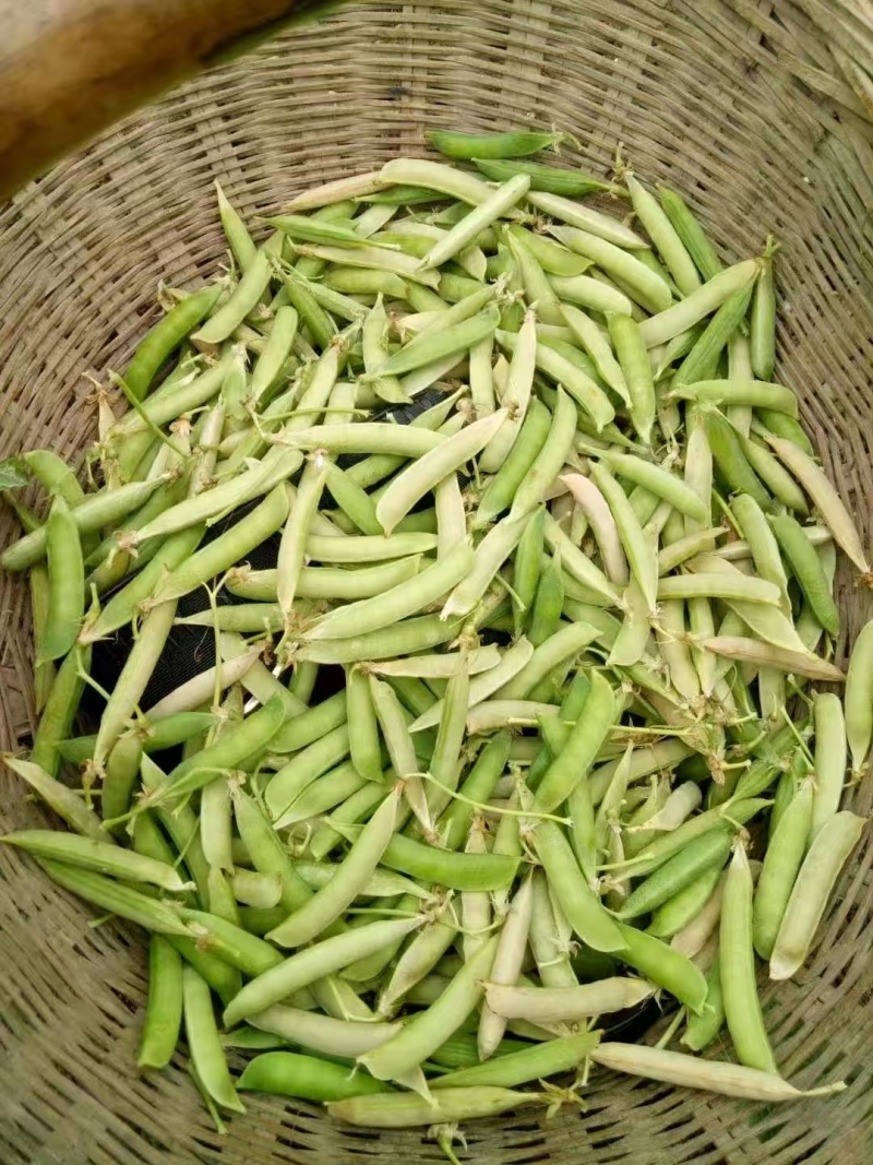 河南精品川货老豌豆中豌九号长寿仁颗粒饱满一手货源