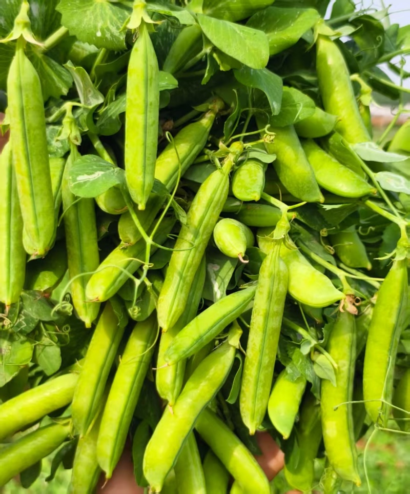 河南精品川货老豌豆中豌九号长寿仁颗粒饱满一手货源