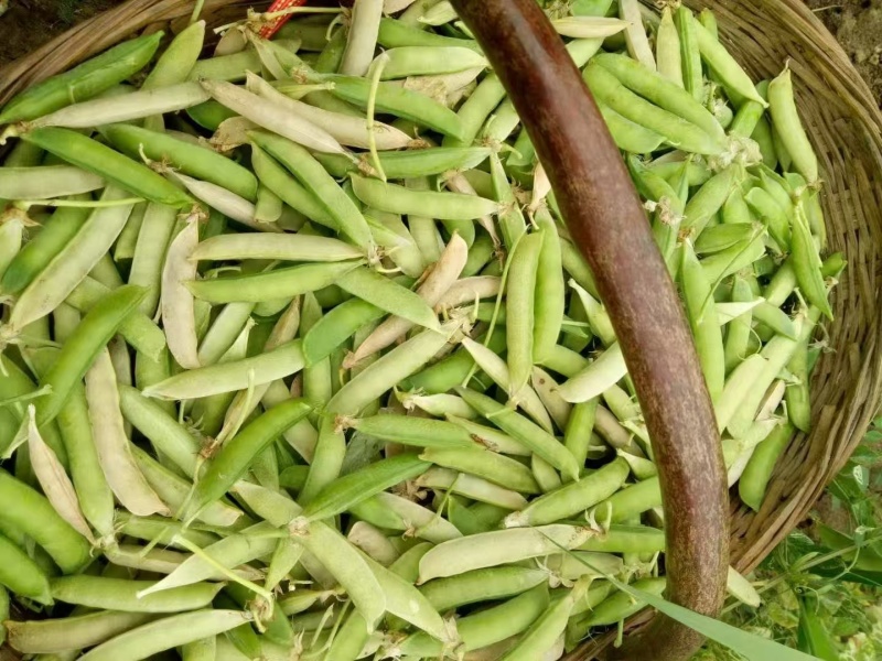 河南精品川货老豌豆中豌九号长寿仁颗粒饱满一手货源