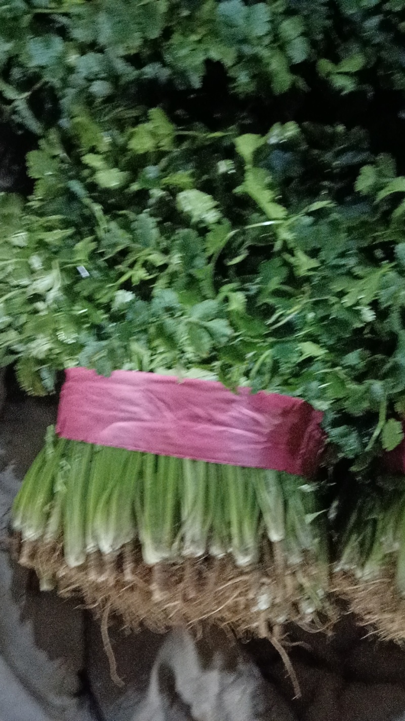 精品大叶香菜河南香菜基地大量供应欢迎来电