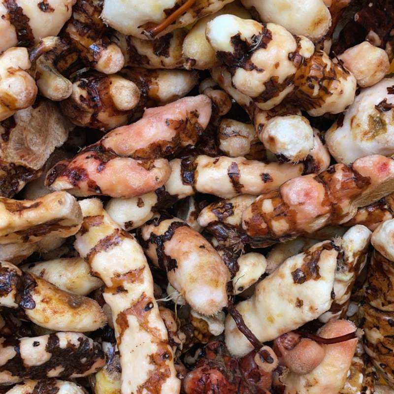 粤北本地野生全粉白肉去皮土茯苓、加工中小土、产地直销