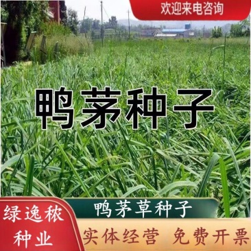 鸭茅种子多年生耐阴耐寒果园草鸡脚草牧草种籽防沙固土鸭茅草