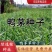 鸭茅种子多年生耐阴耐寒果园草鸡脚草牧草种籽防沙固土鸭茅草