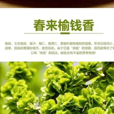 2025头茬榆钱儿时记忆中的美食(预售)