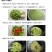2025头茬榆钱儿时记忆中的美食(预售)