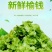 2025头茬榆钱儿时记忆中的美食(预售)