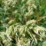 鸭茅种子多年生耐阴耐寒果园草鸡脚草牧草种籽防沙固土鸭茅草
