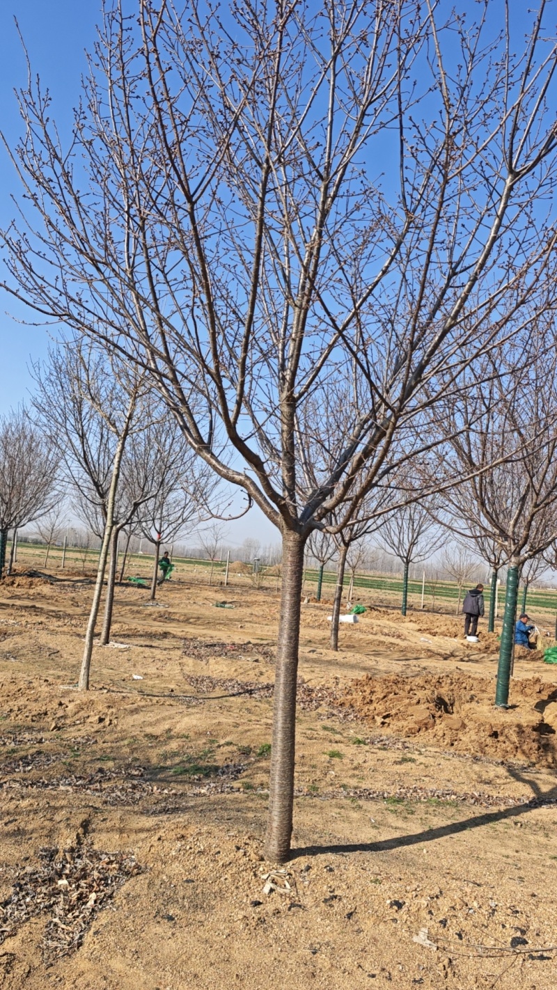 红粉佳人樱花，福建山樱花，阳光樱，早樱，晚樱，白花红花
