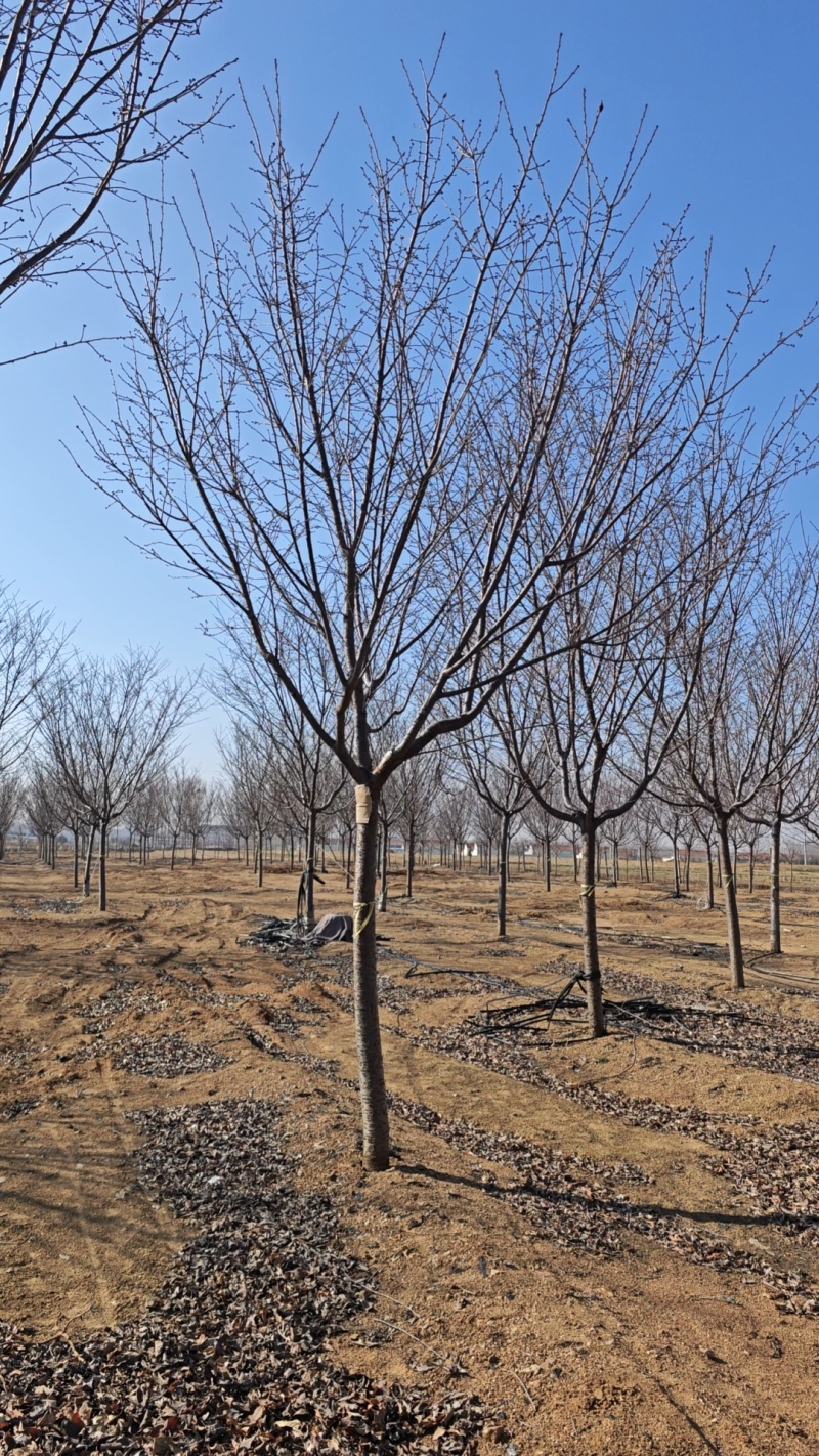 红粉佳人樱花，福建山樱花，阳光樱，早樱，晚樱，白花红花