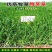 鸭茅种子多年生耐阴耐寒果园草鸡脚草牧草种籽防沙固土鸭茅草