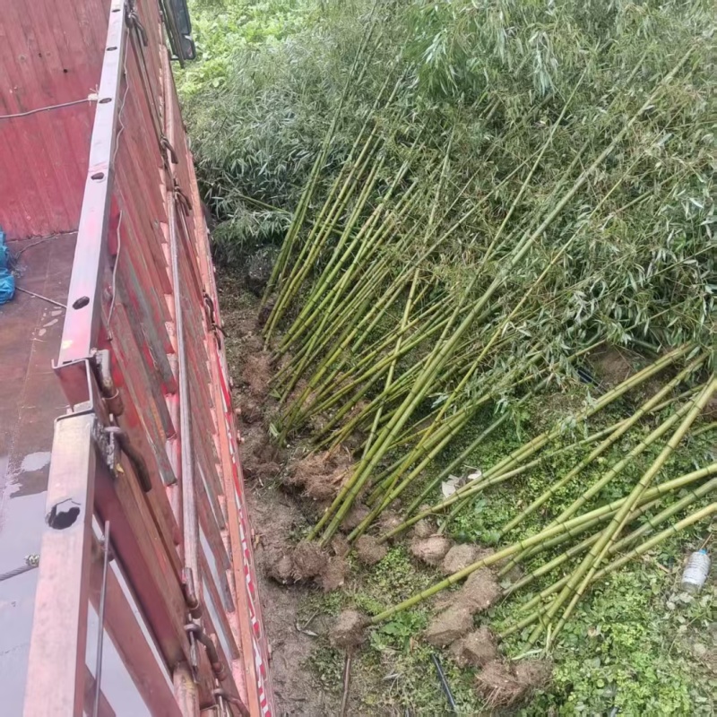 雷竹