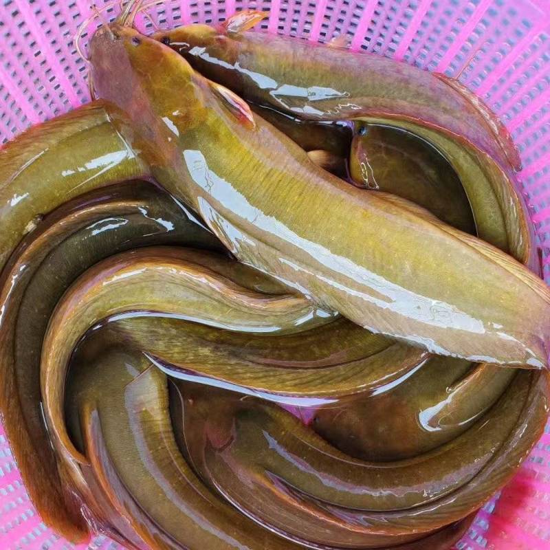 广东本地三黄塘虱活体塘鲺鱼苗塘角鱼苗革胡子鱼苗淡水包邮