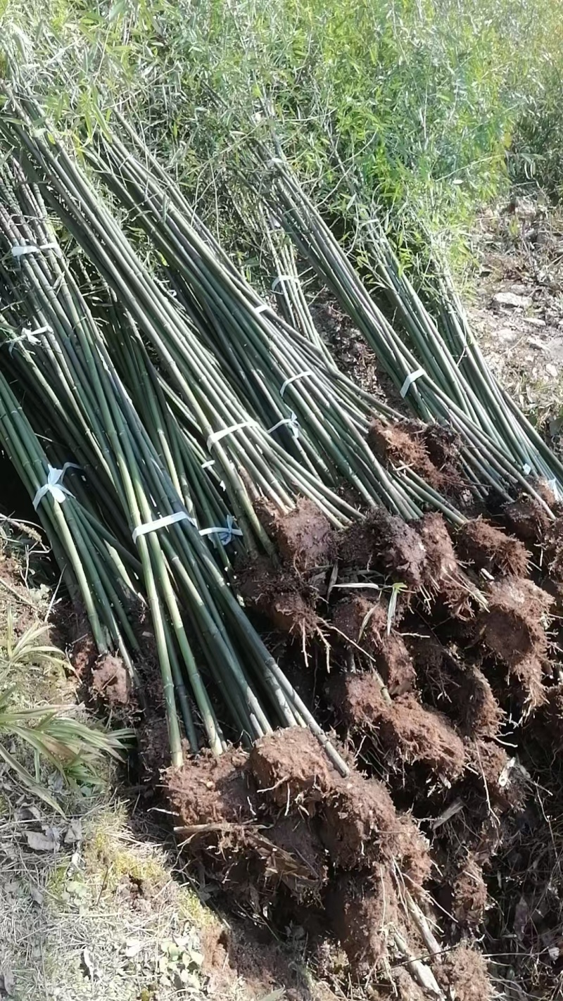 刚竹，大量供应，货真价实