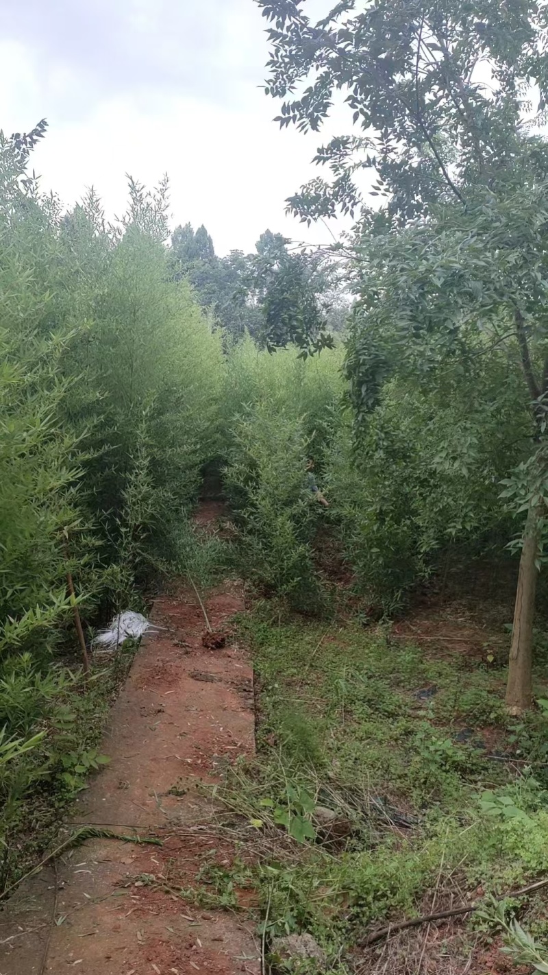 人面竹