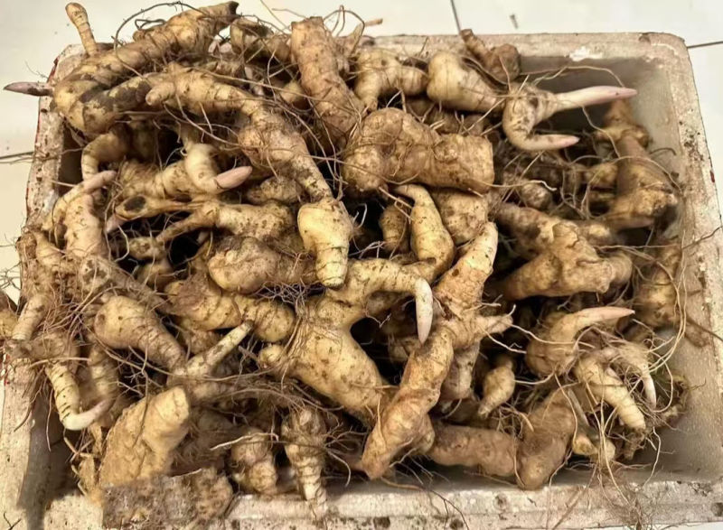 野生新鲜黄精新鲜黄精鲜货大黄精煲汤优质老黄精
