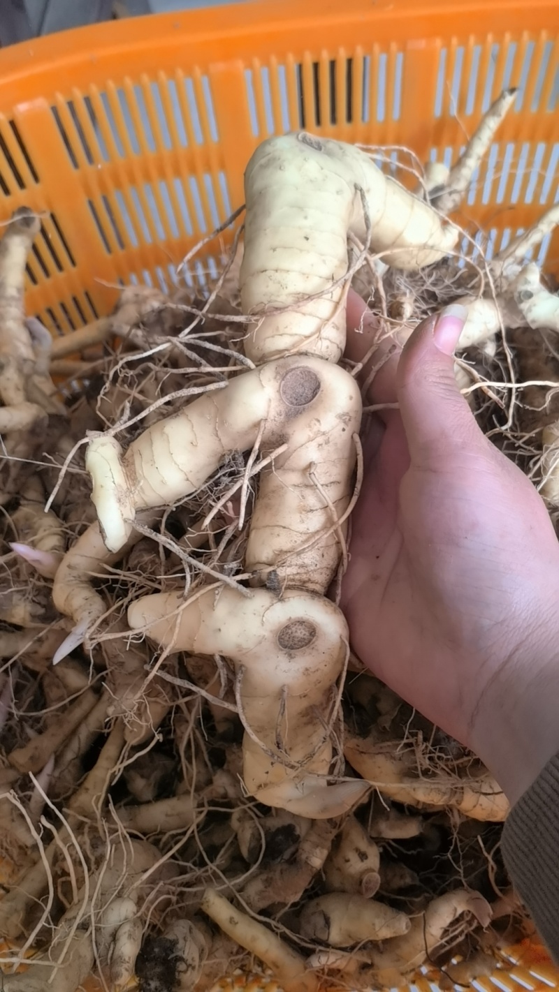 野生新鲜黄精新鲜黄精鲜货大黄精煲汤优质老黄精