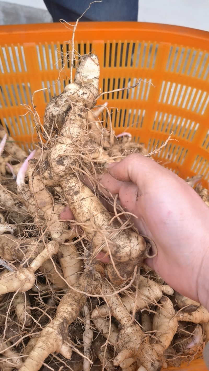 野生新鲜黄精新鲜黄精鲜货大黄精煲汤优质老黄精
