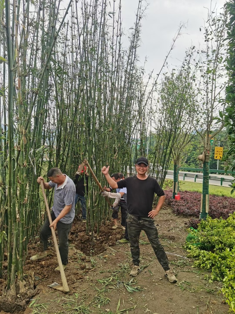 撑绿竹
