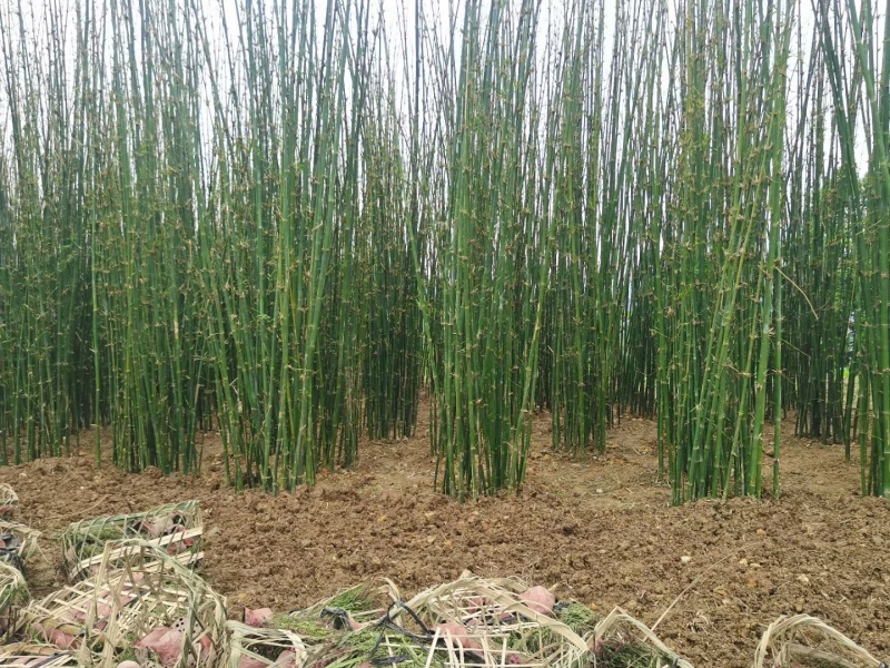 撑绿竹