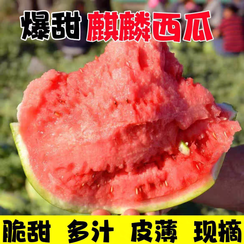 （麒麟无籽）无籽西瓜/陕西西瓜/精品麒麟/供应电商市场