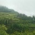 筇竹