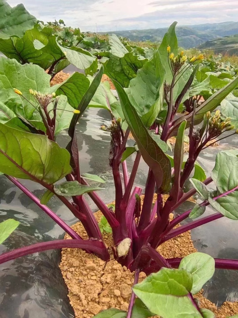红菜苔苗基地专用根系发达成活率高品质保障