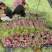 红菜苔苗基地专用根系发达成活率高品质保障