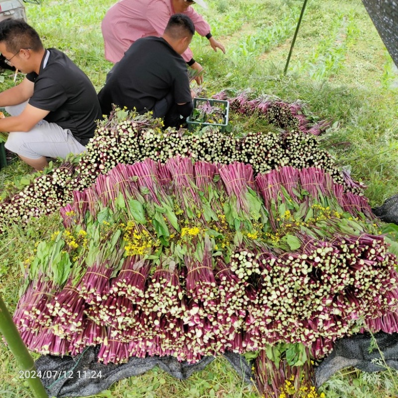 红菜苔苗基地专用根系发达成活率高品质保障