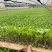 红菜苔苗基地专用根系发达成活率高品质保障