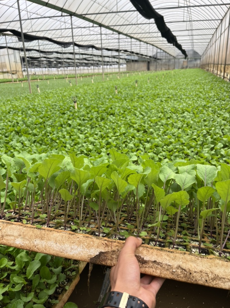 红菜苔苗基地专用根系发达成活率高品质保障