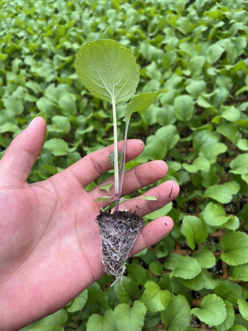 红菜苔苗基地专用根系发达成活率高品质保障