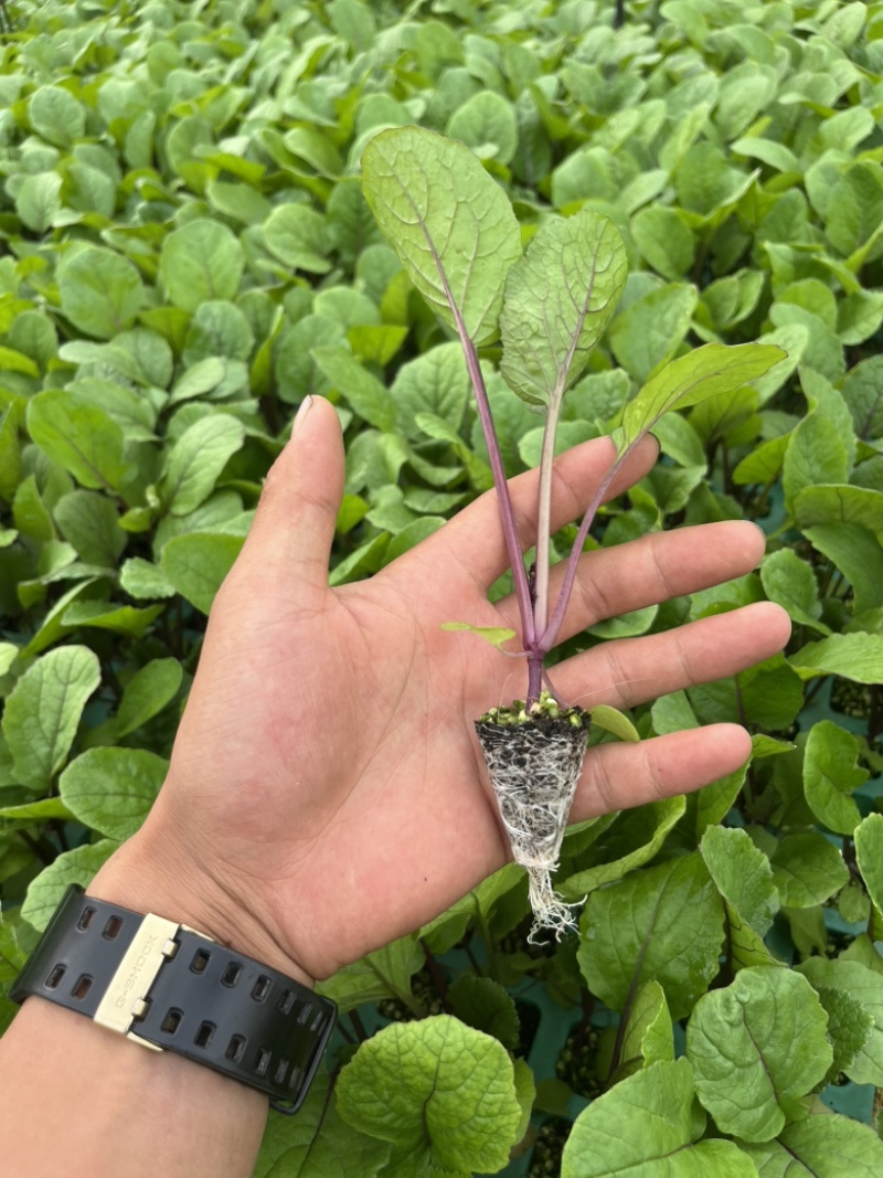 红菜苔苗基地专用根系发达成活率高品质保障