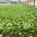 红菜苔苗基地专用根系发达成活率高品质保障