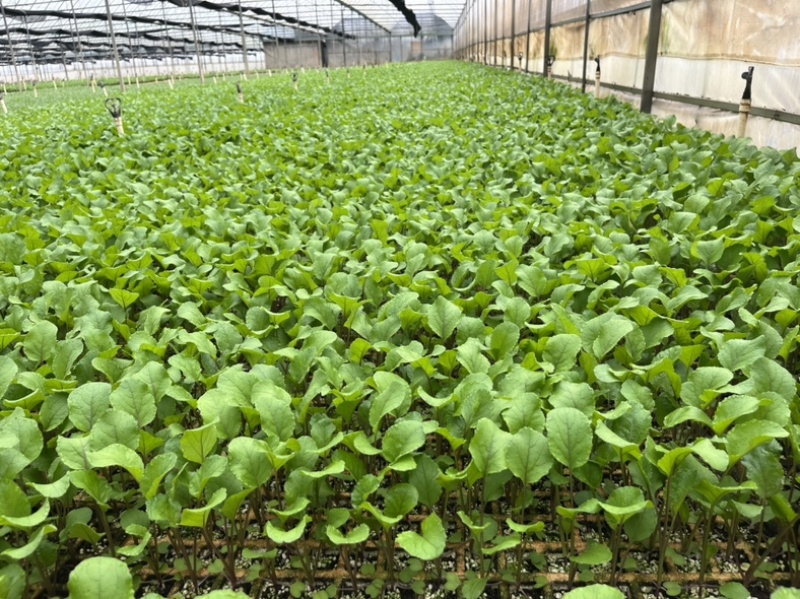 红菜苔苗基地专用根系发达成活率高品质保障