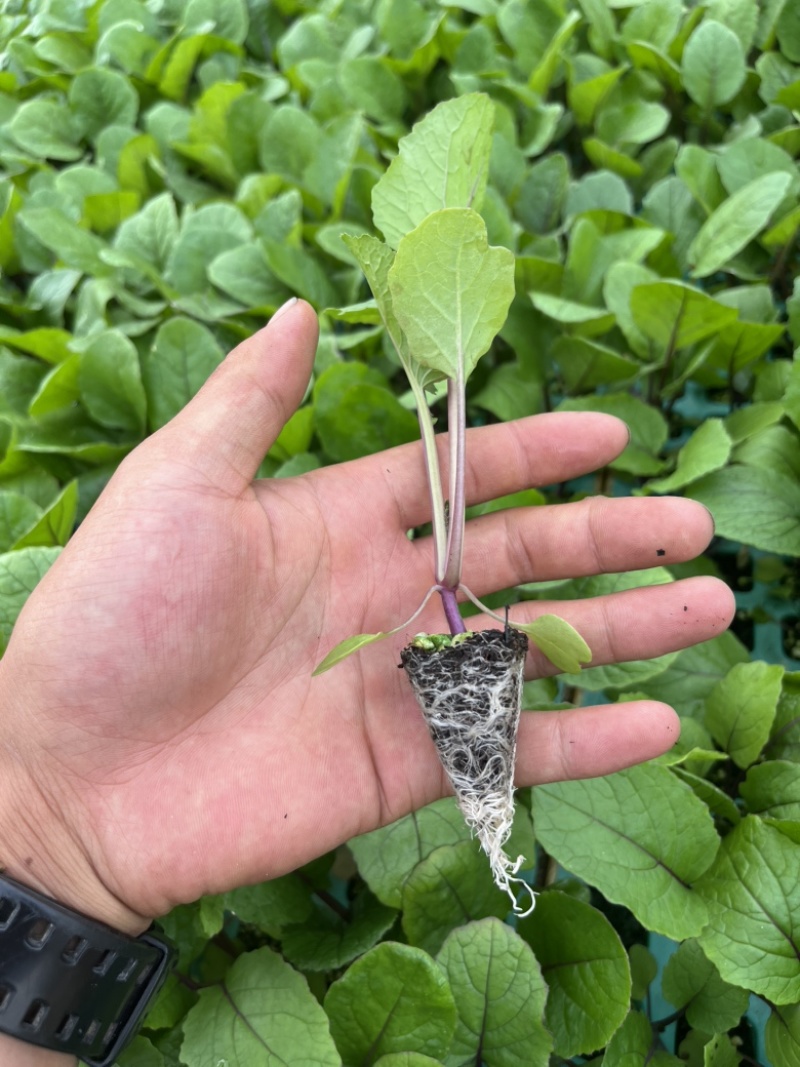 红菜苔苗基地专用根系发达成活率高品质保障