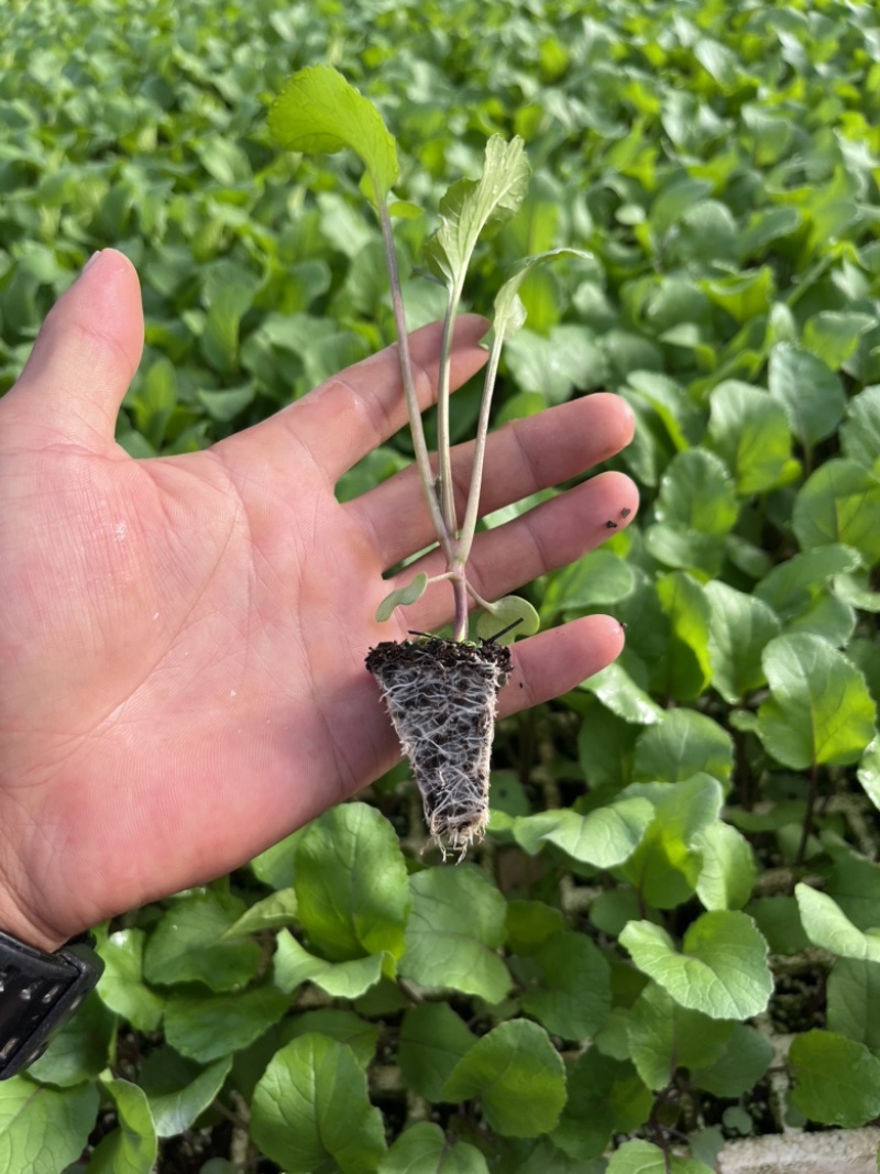 红菜苔苗基地专用根系发达成活率高品质保障